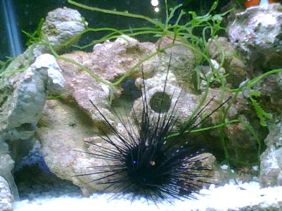 corals inverts - diadema setosum - longspine urchin, black stocking in 55 gallons tank - My Urchin, feeding off of my homemade liverock