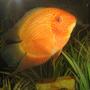 freshwater fish - heros serverus - gold severum stocking in 30 gallons tank - My gold serevum is awesome!! His name is orange fish, he is about 5" and still growing. He even likes to be pet. I love this guy.