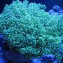 corals inverts - euphyllia paradivisa - frogspawn coral stocking in 55 gallons tank - frogspawn