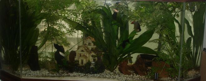52 gallons planted tank (mostly live plants and fish) - 52 gallon with t5 llights, lots of sword and wisteria plants.
1 redtail tinfoil barb, 1 pleco, 1 golden dojo, 1 male betta, 1 veil angel fish, 1 swordtail. 1glo fish, 3 mollies, 2 cherry tetras, 2 long finned gold danios, 2 leopard danios, 2 lampeyes, 1 albino cory catfish.
