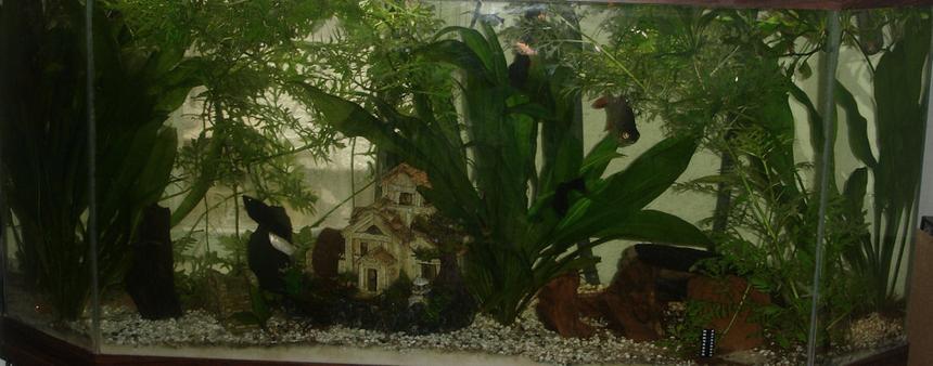 Rated #1959: 52 Gallons Planted Tank - 52 gallon with t5 llights, lots of sword and wisteria plants.
1 redtail tinfoil barb, 1 pleco, 1 golden dojo, 1 male betta, 1 veil angel fish, 1 swordtail. 1glo fish, 3 mollies, 2 cherry tetras, 2 long finned gold danios, 2 leopard danios, 2 lampeyes, 1 albino cory catfish.