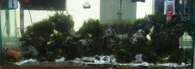 52 gallons reef tank (mostly live coral and fish) - 75 gallon with t5 lights, bakpak 2rv protein skimmer, 1 chocolate tang, 1 maroon clown hosting a green bubble tipped anemone, 2 true percula clowns, 1 lawnmower blenny, 1 hawaiian feather duster, polyps, leather coral, 1 yellow tailed damsel, 1 coral banded shrimp,3 pajama cardinals. This tank has 100 lbs of live sand and 80 lbs of live rock with many different types of snails and hermit crabs.