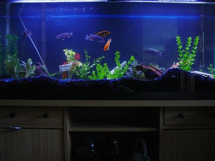 Rated #1598: 55 Gallons Freshwater Fish Tank - This is an updated picture of my malawi tank