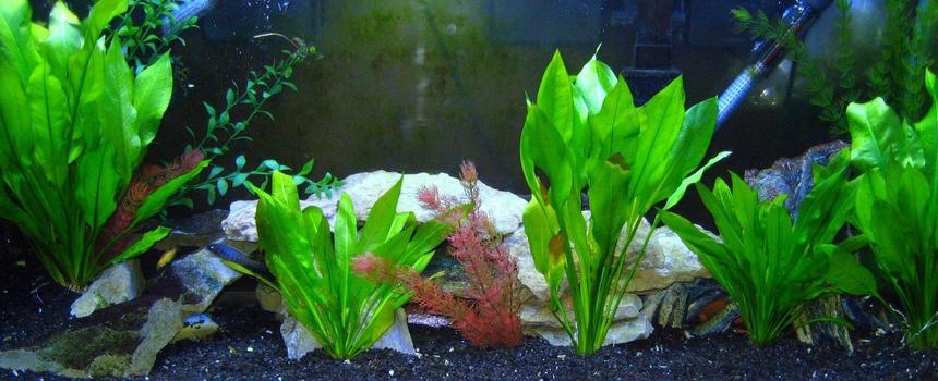 Rated #1882: 75 Gallons Planted Tank - My main tank too bad most of my fish are hiding.also i had to crop alot of this tank out to come in under 500kb.