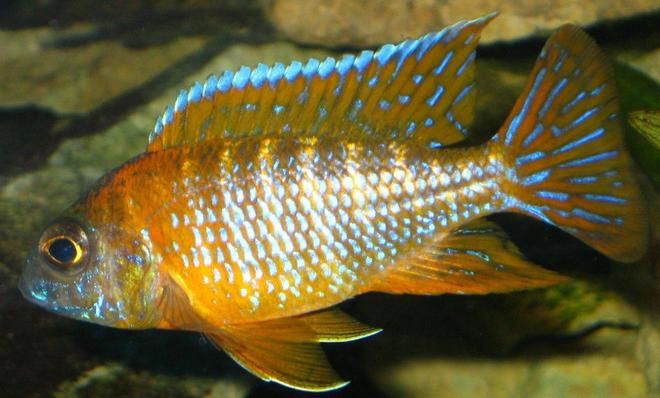 freshwater fish - aulonocara rubescens - ruby red peacock stocking in 75 gallons tank - pic2 of my 3 inch german red peacock