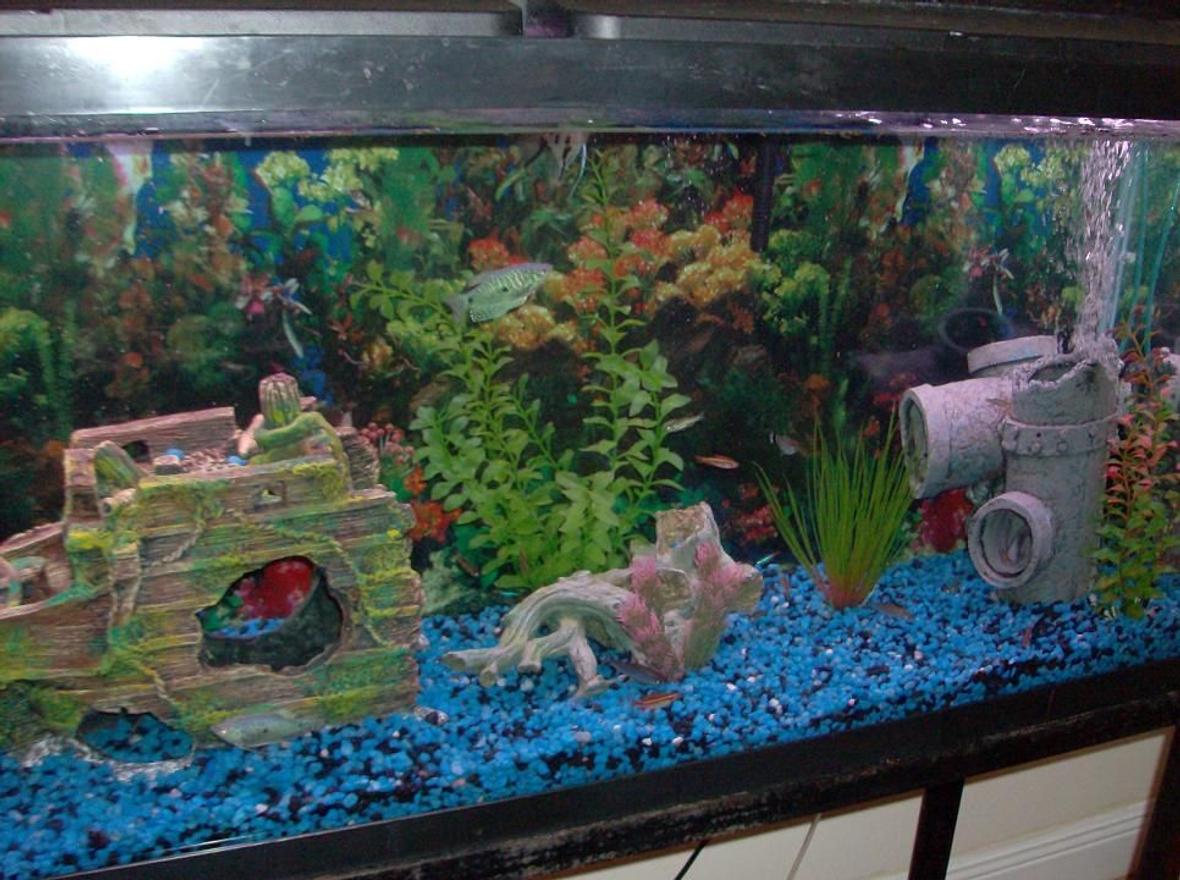 fish tank picture - *Updated* Inverted the pipe, put the airstone in it and added the Front end of a ship.