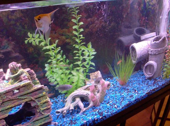 55 gallons freshwater fish tank (mostly fish and non-living decorations) - Angelfish waiting on dinner to be served.