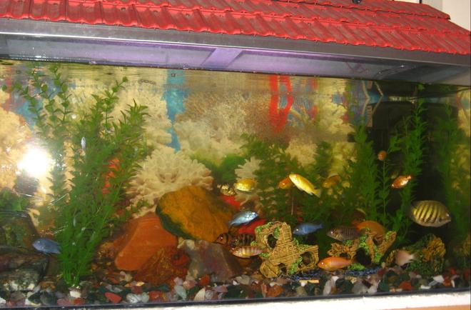 50 gallons freshwater fish tank (mostly fish and non-living decorations) - Mixed community cichlid tank
