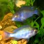 freshwater fish - cyrtocara moorii - blue dolphin cichlid stocking in 50 gallons tank - Juvenile Blue Dolphin Moori: Love these guys!