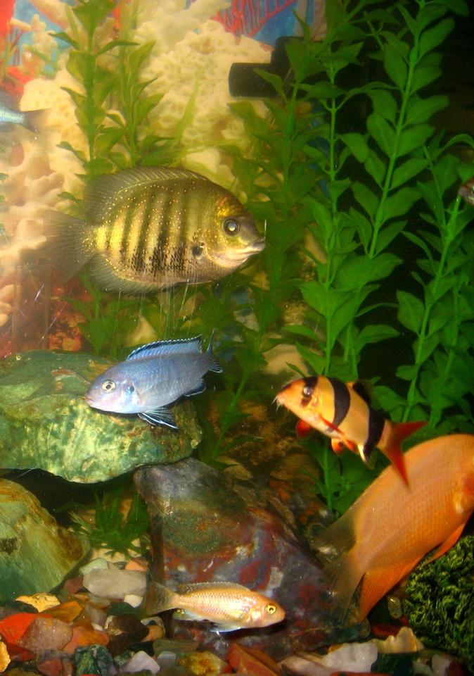 freshwater fish - botia macracantha - clown loach stocking in 50 gallons tank - Clown loach in the company of Severum, Red zebra, blue pindani and golden severum