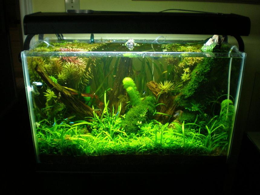 Rated #62: 29 Gallons Planted Tank - 29 rimless