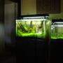 fish tank picture - My 29g in it's early stage next to my ADA 30c Iwagumi layout