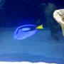 saltwater fish - paracanthurus hepatus - blue tang stocking in 125 gallons tank - Blue Tang