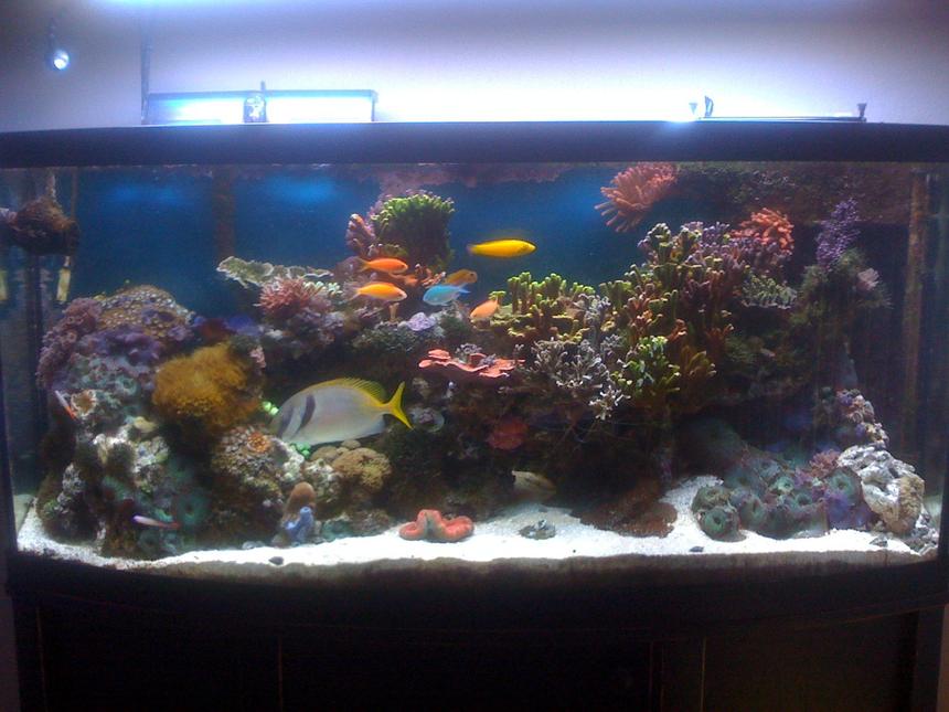 Rated #76: 72 Gallons Reef Tank - 72 Gallon Bowfront -- established 4 years ago
