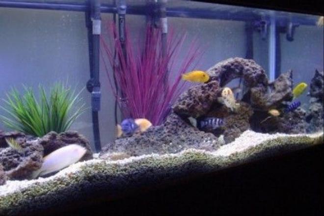 75 gallons freshwater fish tank (mostly fish and non-living decorations) - 75 Gallon Mixed African Cichlid