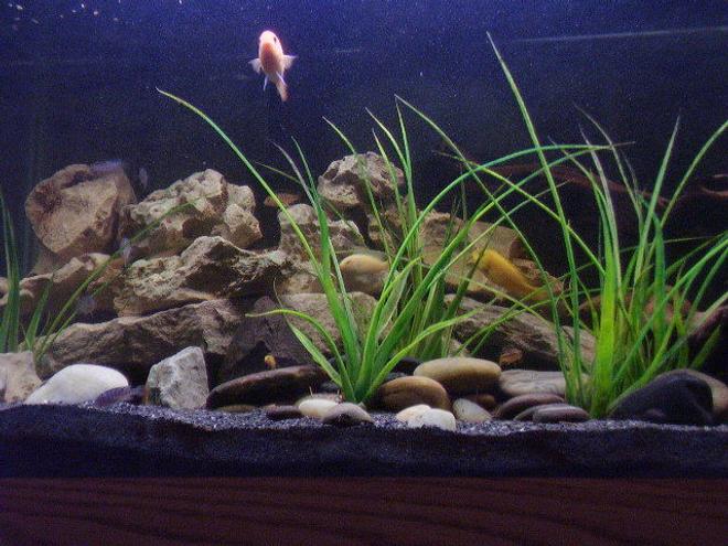 75 gallons freshwater fish tank (mostly fish and non-living decorations) - my african cichlid tank 4