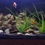 75 gallons freshwater fish tank (mostly fish and non-living decorations) - my african cichlid tank 4