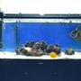 60 gallons saltwater fish tank (mostly fish, little/no live coral) - My tank 2