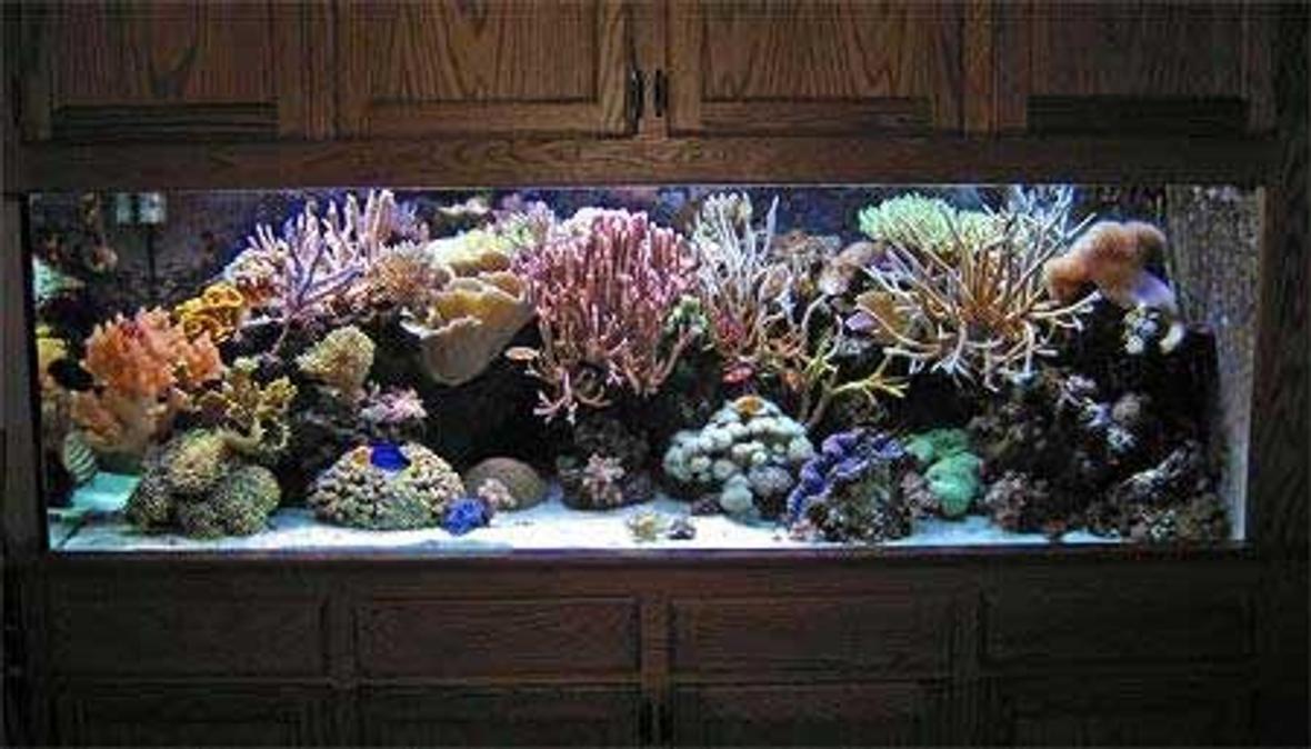 55 gallons reef tank (mostly live coral and fish) - this is my 55 gallon reef tank