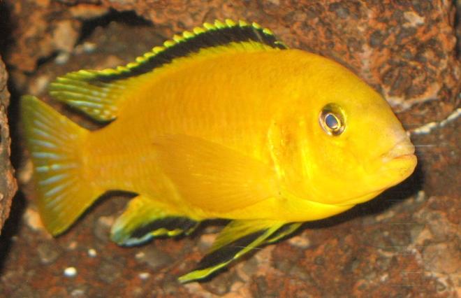 freshwater fish - labidochromis caeruleus - electric yellow cichlid stocking in 75 gallons tank - Electric Yellow Cichlid - LABIDOCHROMIS CAERULEUS