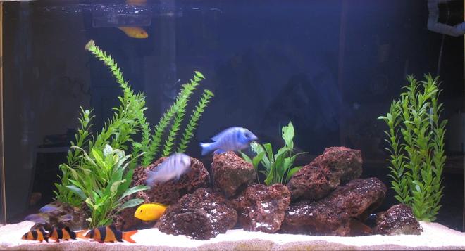 75 gallons freshwater fish tank (mostly fish and non-living decorations) - 75 gal./280 liter freshwater SeaClear acrylic .  Aragonite base with lava rock.  Mixed real and fake plants.  African Lake Malawi Cichlids and clown loaches