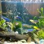 20 gallons freshwater fish tank (mostly fish and non-living decorations) - 3 weeks tank