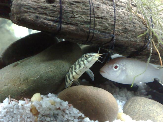freshwater fish - albino socolofi - pseudotropheus socolofi (albino) stocking in 20 gallons tank - albino cichlid and loach