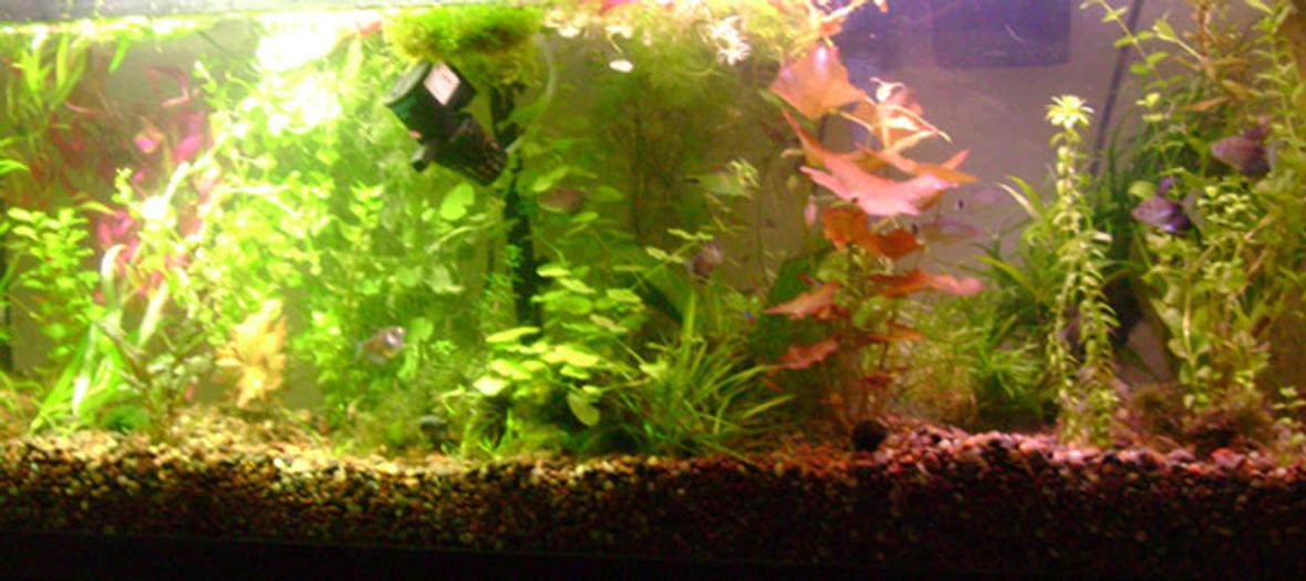 55 gallons planted tank (mostly live plants and fish) - This tank is in the process of getting a re scape.