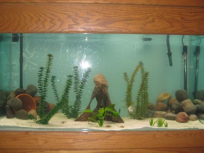 65 gallons freshwater fish tank (mostly fish and non-living decorations) - this is my 90 gallon freshwater tank. it is an all glass aqarium. it has 4 floresecent compact lights in canopy. im running a 350 magnum, with also a hang on tank HOT marineland.