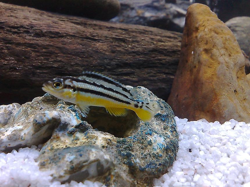 Rated #628: Freshwater Fish - Melanochromis Auratus - Auratus Cichlid Stocking In 20 Gallons Tank - cichlid