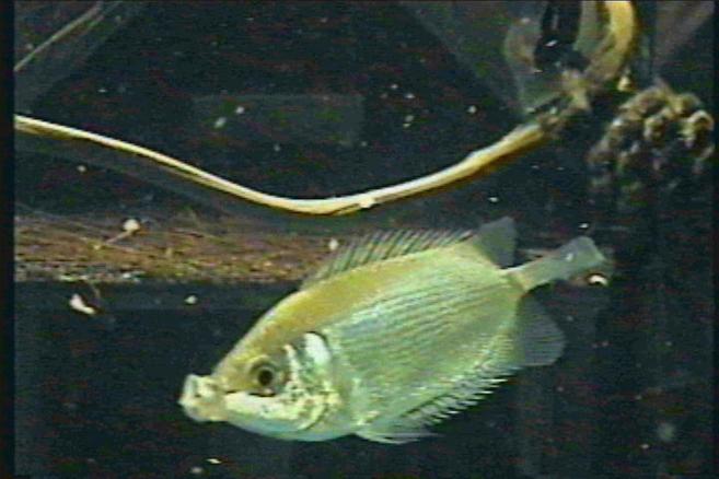 Photo 8 One Eyed Mickey Mouse Platy 3 Silver Dollars 1