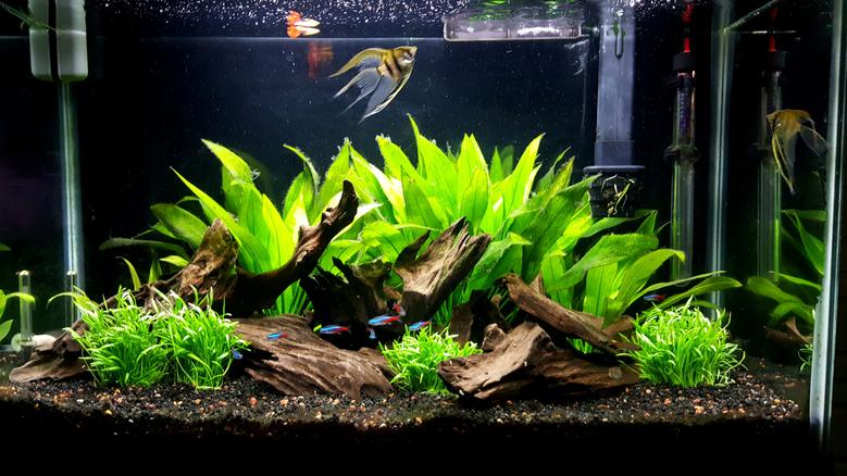 Photo #1 - 29 Gallon Community Tank - 8 Neon Tetras Jumbo, 2...