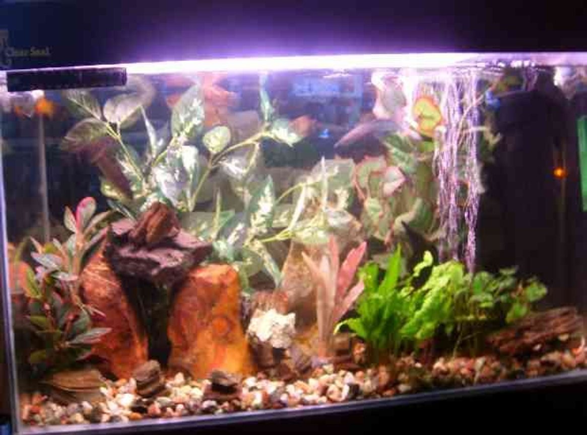 18 gallons freshwater fish tank (mostly fish and non-living decorations) - my fish tank please tell me what u think that i can do to better it . many thanks