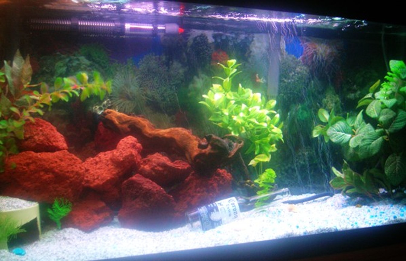 90 gallons freshwater fish tank (mostly fish and non-living decorations) - 90 gallons