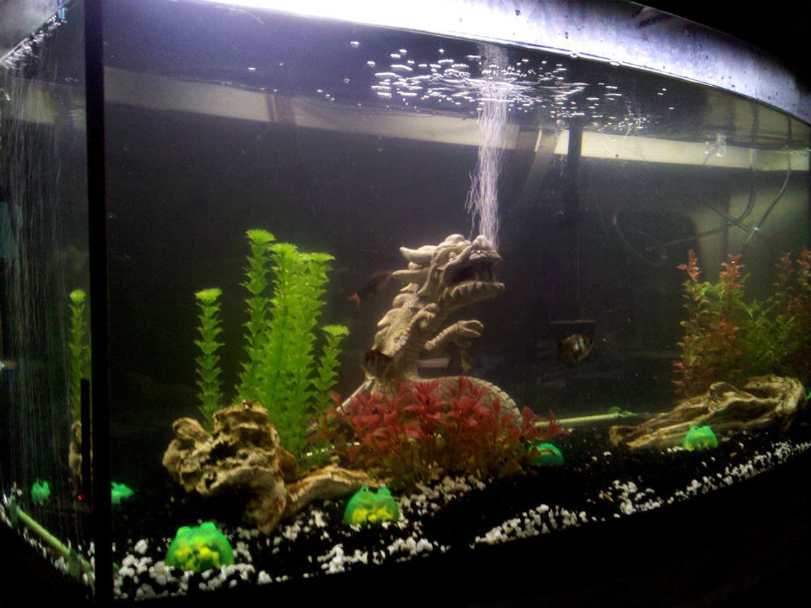 72 gallons freshwater fish tank (mostly fish and non-living decorations) - My Freshwater Tank