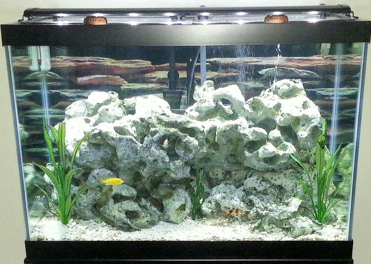 65 gallons freshwater fish tank (mostly fish and non-living decorations) - 65 gallon Cichlid Tank