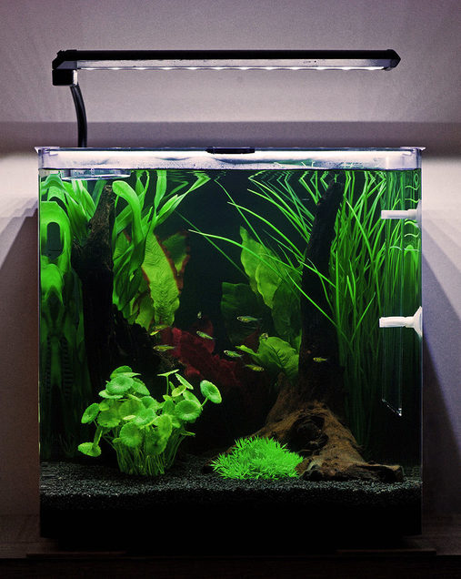 What is an Unfiltered Tank and How do I Cultivate One?