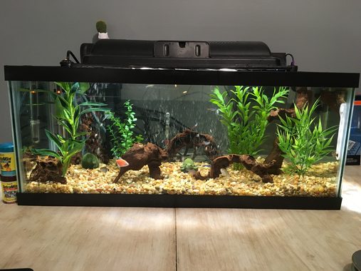 How Often Should I Clean My Aquarium?