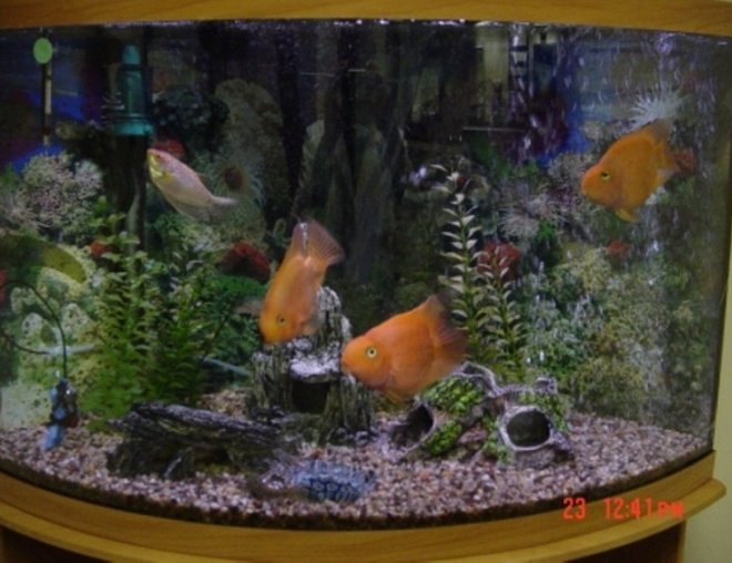 35 gallons freshwater fish tank (mostly fish and non-living decorations) - everthing looks bigger in a bowfront tank...