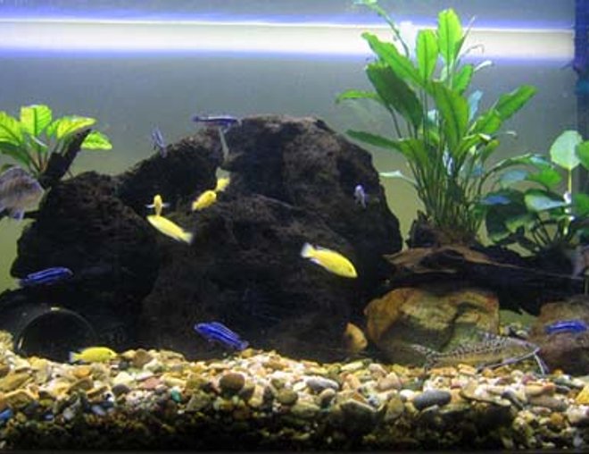 130 gallons freshwater fish tank (mostly fish and non-living decorations) - just established 4ftx2ftx2ft 
prime 30 canister filter with undergravel filtration with large powerhead.
2x 4ft fluro lights
3 large volcanis rocks
assorted tubing 
4 anubis on driftwood
2 pictus cats
5 bristlenose
6 electric yellow
7 maingano
3 electric blue
1zebra