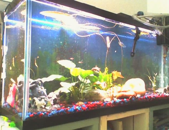 55 gallons freshwater fish tank (mostly fish and non-living decorations) - An unfinished setup