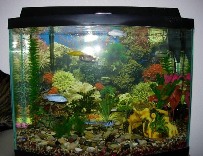 30 gallons freshwater fish tank (mostly fish and non-living decorations) - 30 gal