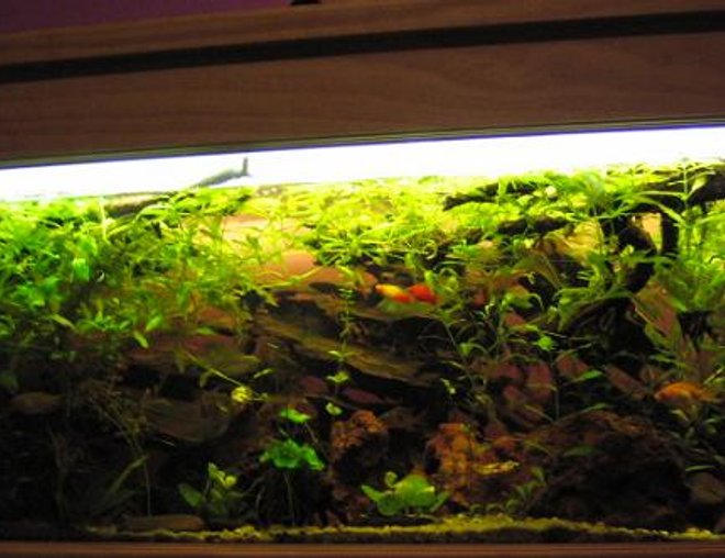 60 gallons freshwater fish tank (mostly fish and non-living decorations) - Fish include: 1 rosy barb, 3 gourami, 1 three spot, 2 pearl, 6 tiger barbs, 3 black widow tetras, 2 bleeding hart tetras, 1 bristle nose catfish, 6 cory cats, 3 butter fly cichlids, 3 clown loaches, 2 sucking cats, 4 angels and 4 platys