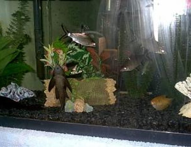 60 gallons freshwater fish tank (mostly fish and non-living decorations) - GIT"R"DONE
