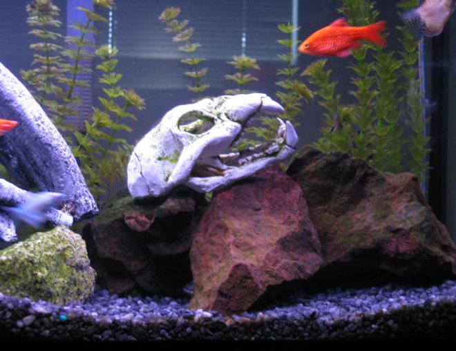 30 gallons freshwater fish tank (mostly fish and non-living decorations) - This is my Old cat.