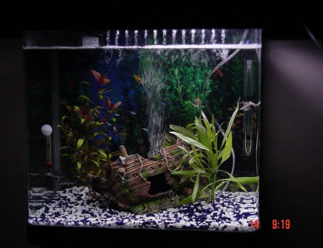 20 gallons freshwater fish tank (mostly fish and non-living decorations) - Full tank picture with a shipwreck ornament and 3 plants