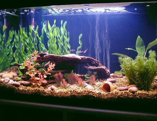 29 gallons freshwater fish tank (mostly fish and non-living decorations) - 29 gal; Eheim Ecco 2231filter; working on a freshwater Amazon tank