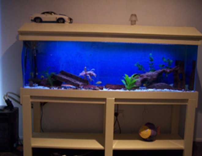 10 gallons freshwater fish tank (mostly fish and non-living decorations) - 8 yellow labs....2 suckers....