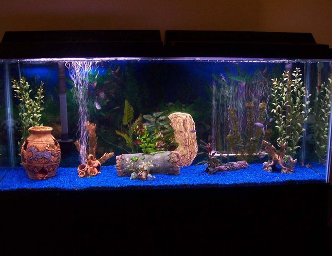 55 gallons freshwater fish tank (mostly fish and non-living decorations) - my fish tank