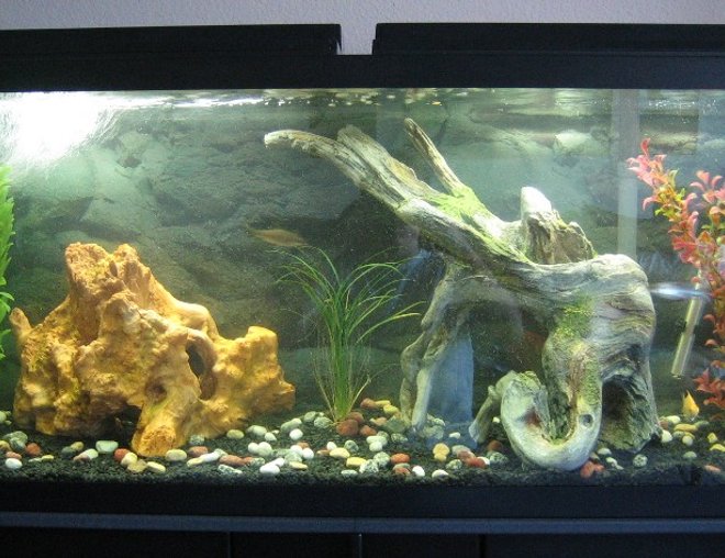 55 gallons freshwater fish tank (mostly fish and non-living decorations) - 55 Gallon Semi-Agressive Tank